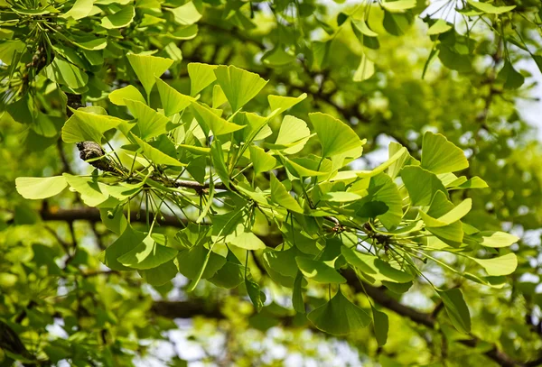 Ginkgo folhas de árvore na primavera — Fotografia de Stock