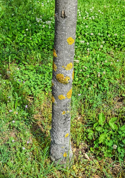 Fungo sul tronco d'albero — Foto Stock