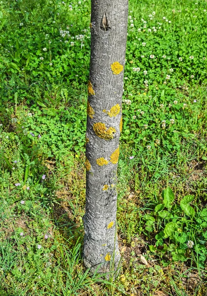 A fa törzse gomba — Stock Fotó