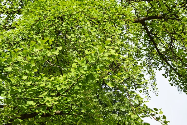 Folhas da árvore ginkgo — Fotografia de Stock