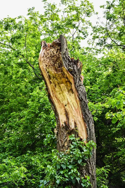 Árvore quebrada na floresta — Fotografia de Stock