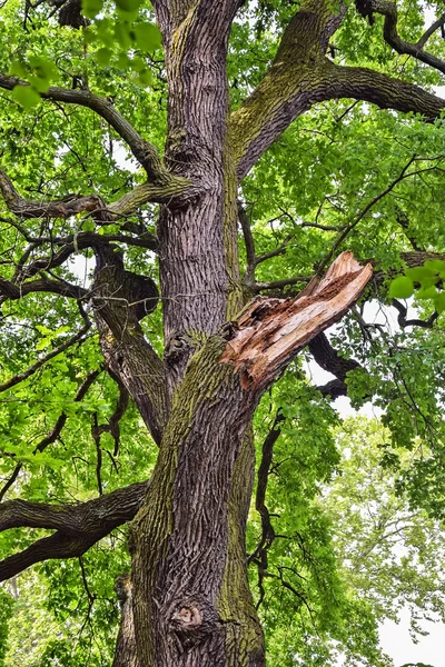 Árvore quebrada na floresta — Fotografia de Stock