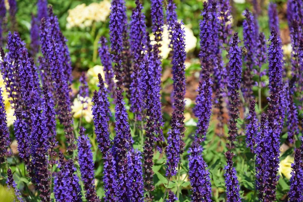 Lavender — Stock Photo, Image