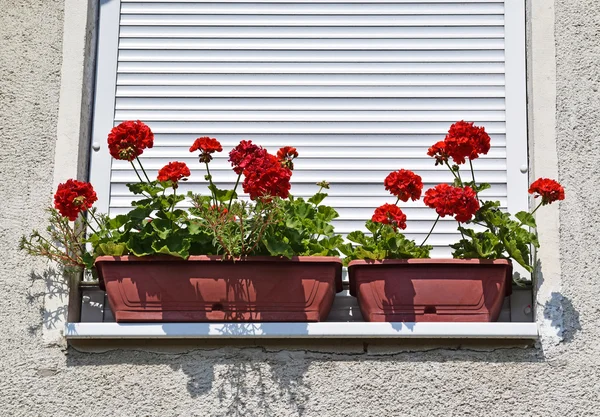Geranienblüten im Fenster — Stockfoto
