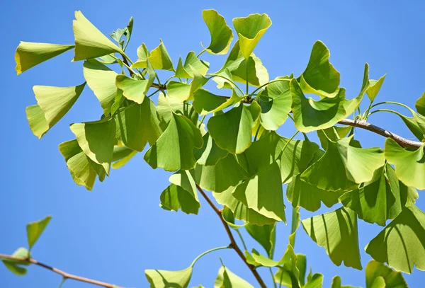 Folhas de ginkgo biloba — Fotografia de Stock