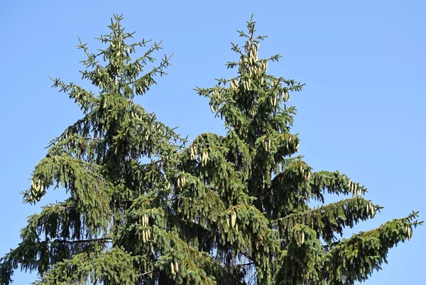 Ramos de pinheiros com cones — Fotografia de Stock