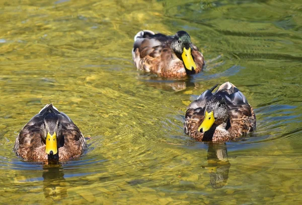 Wild ducks in the lake — Stock Photo, Image