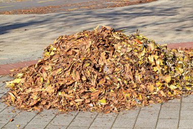 Düşen yapraklar sonbaharda sokak şehir