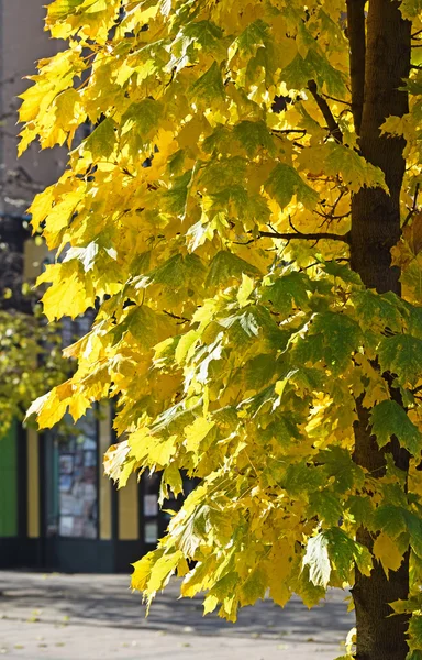 Şehrin sonbaharda sarı ağaç