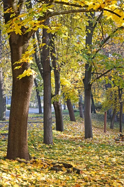 Bosques en otoño — Foto de Stock