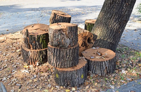 Kivágott fa trunk — Stock Fotó