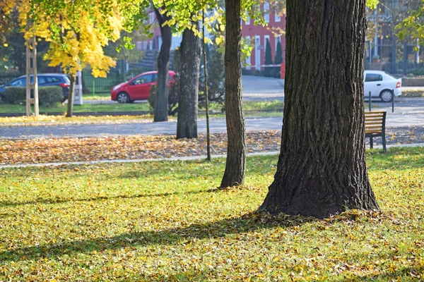 Árboles en la ciudad en otoño — Foto de Stock