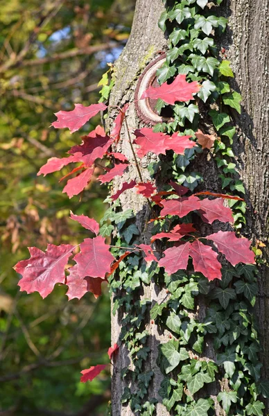 Boomstam op herfst — Stockfoto