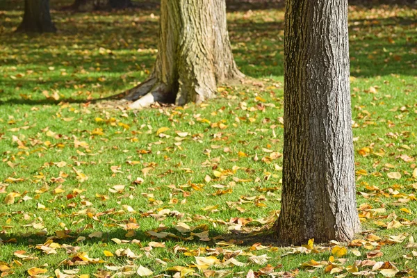 Baumstämme im Herbst — Stockfoto