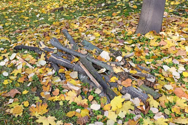 Vystřihněte větve ze stromů na podzim — Stock fotografie