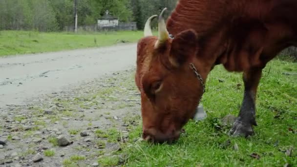 閉じる山の村の牧草地で生姜牛の放牧 有機ホームエコファーム — ストック動画