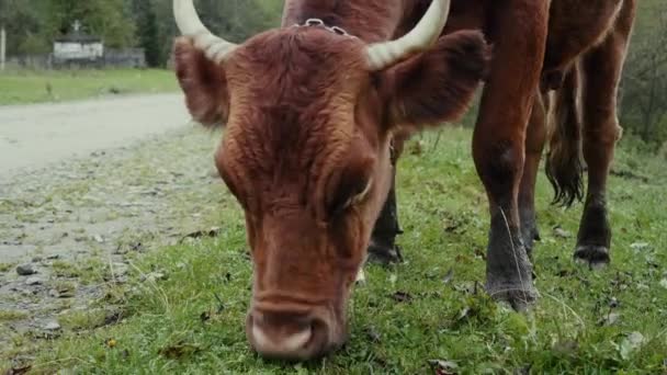 閉じる山の村の牧草地で生姜牛の放牧 有機ホームエコファーム — ストック動画