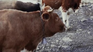 Dağlarda nehir kıyısında boynunda çan olan büyük kırmızı bir inek. Yakın plan.
