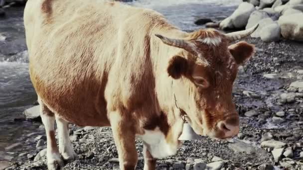 山の中の川の近くの首に鐘を持つ大きな赤い牛 — ストック動画