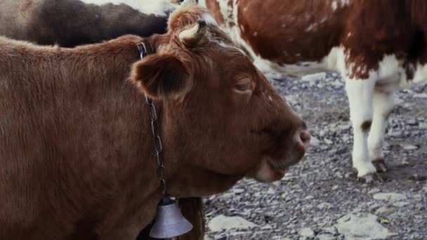 Una Gran Vaca Roja Con Una Campana Cuello Cerca Del — Vídeo de stock