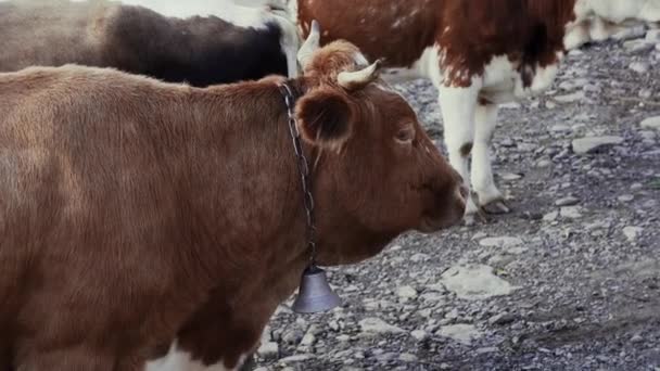 山の中の川の近くの首に鐘を持つ大きな赤い牛 — ストック動画