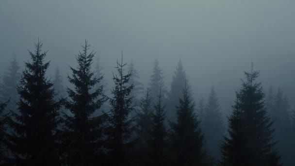 Spruce Πευκοδάσος Μπλε Πρωί Βράδυ Ομίχλη — Αρχείο Βίντεο