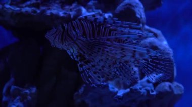 Kızıl Deniz Aslanı (Pterois mil). Su altı balık resifi denizcisi.