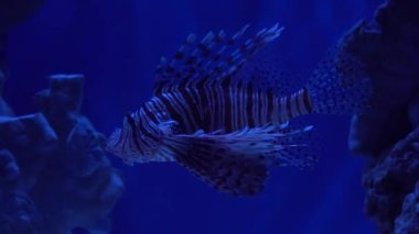 Kızıl Deniz Aslanı (Pterois mil). Su altı balık resifi denizcisi.