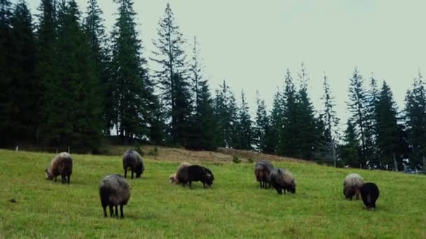 松林の近くの山の牧草地に黒い羊の群れが放牧されている — ストック動画