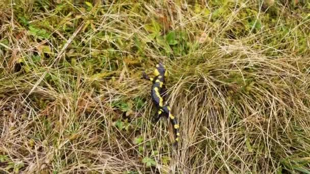 Vuursalamander Salamandra Salamandra Kruipt Het Gras — Stockvideo