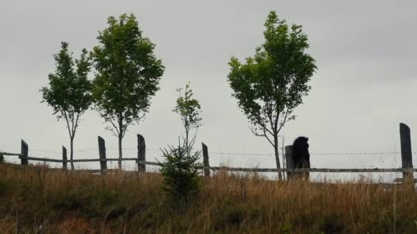 木々の近くの山の牧草地に黒い馬 — ストック動画