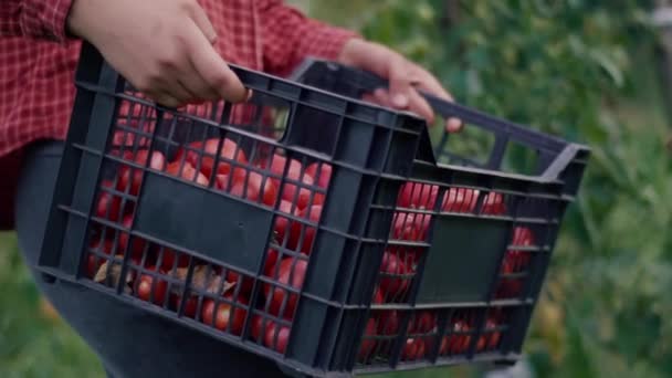 Une Agricultrice Tient Dans Ses Mains Une Boîte Tomates Biologiques — Video