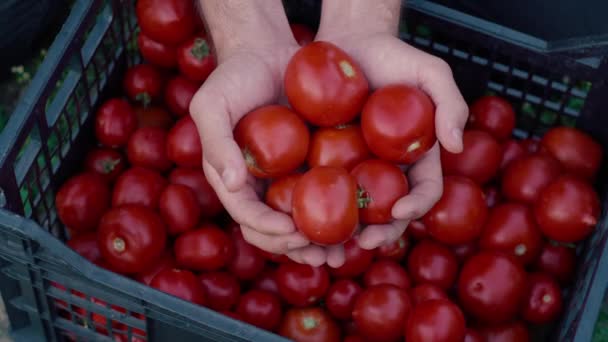 Tomates Orgánicos Frescos Manos Los Agricultores Caja Con Tomates Verduras — Vídeos de Stock