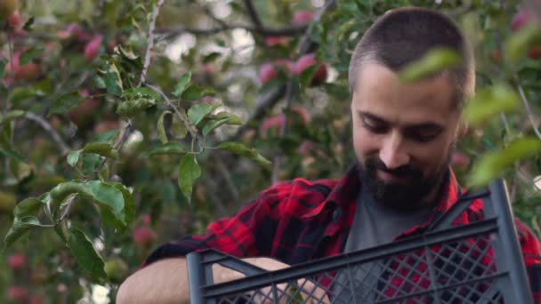 Jovem Jardineiro Barbudo Inala Cheiro Uma Maçã Jardim Retrato Agricultor — Vídeo de Stock