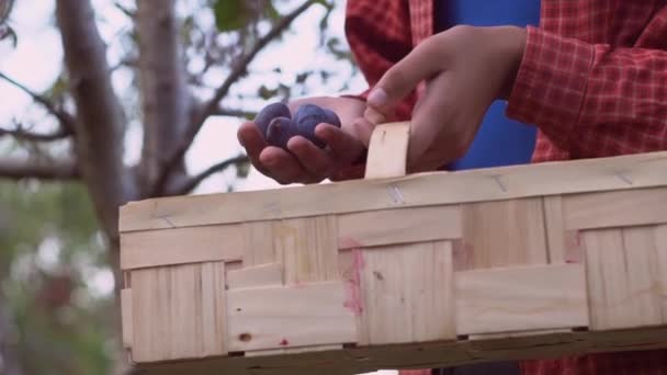 Manos Campesina Vertiendo Ciruelas Una Caja Madera Primer Plano Movimiento — Vídeo de stock