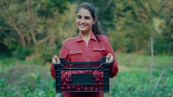 농부가 들판에 유기농 토마토 상자를 미소를 짓습니다 — 비디오