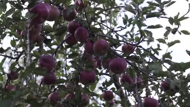 Μηλιά Κόκκινα Μήλα Ένα Κόκκινο Μήλο Φυτρώνει Ένα Κλαδί Καλλιέργεια — Αρχείο Βίντεο