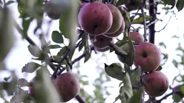 有红色苹果的苹果树 一个红色的苹果长在树枝上 有机农场 — 图库视频影像