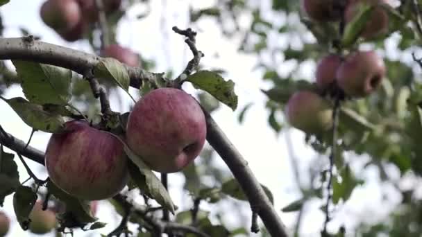 Äppelträd Med Röda Äpplen Ett Rött Äpple Växer Gren Odling — Stockvideo