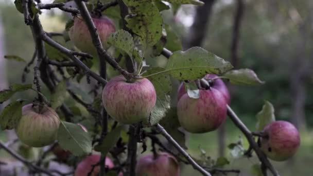 Μηλιά Κόκκινα Μήλα Ένα Κόκκινο Μήλο Φυτρώνει Ένα Κλαδί Καλλιέργεια — Αρχείο Βίντεο