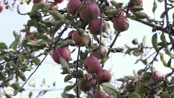 Μηλιά Κόκκινα Μήλα Ένα Κόκκινο Μήλο Φυτρώνει Ένα Κλαδί Καλλιέργεια — Αρχείο Βίντεο