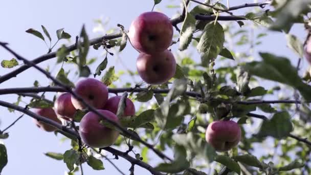 Äppelträd Med Röda Äpplen Ett Rött Äpple Växer Gren Odling — Stockvideo
