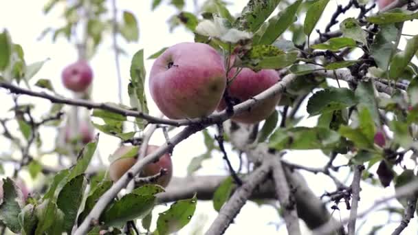 Granjero Recoge Una Manzana Una Rama Mano Jardinero Con Manzanas — Vídeo de stock