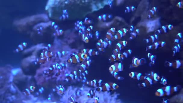 Багато Апельсинових Маленьких Клоунів Плавають Воді Мешканці Океану Ампіріон — стокове відео