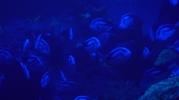 Vodě Plave Mnoho Malých Pruhovaných Ryb Obyvatelé Oceánu Paracanthurus Hepatus — Stock video