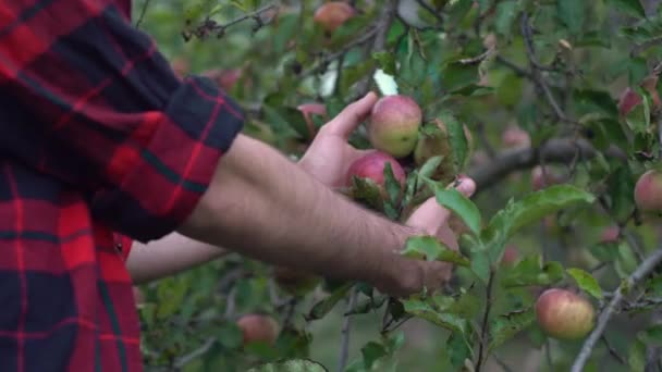 Close Jardineiro Inspeciona Frutos Das Maçãs Jardim Tratamento Das Árvores — Vídeo de Stock