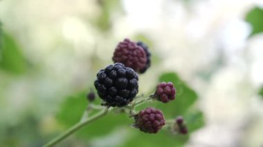 Organik bir bahçedeki bir dalda böğürtlen. Böğürtlene yakın çekim.