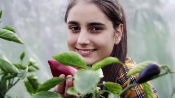 Seorang Gadis Petani Memegang Paprika Merah Tangannya Dan Tersenyum Sayuran — Stok Video