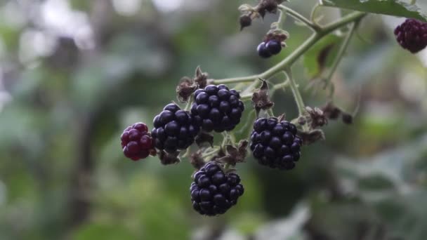黑莓在一个有机花园的树枝上 浆果的特写 — 图库视频影像