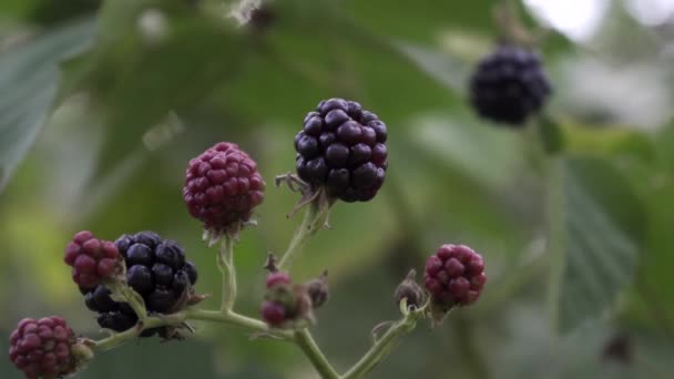 Braambessen Een Tak Een Biologische Tuin Close Van Een Bes — Stockvideo